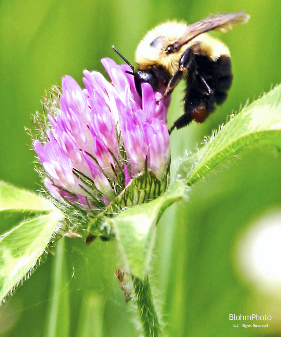 Bumble Bee and Clover