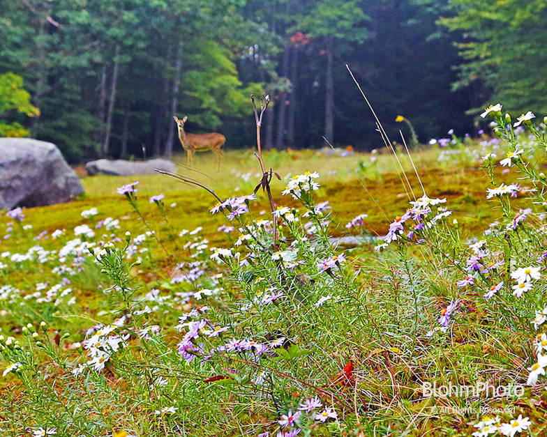 Deer in Field at The Fells