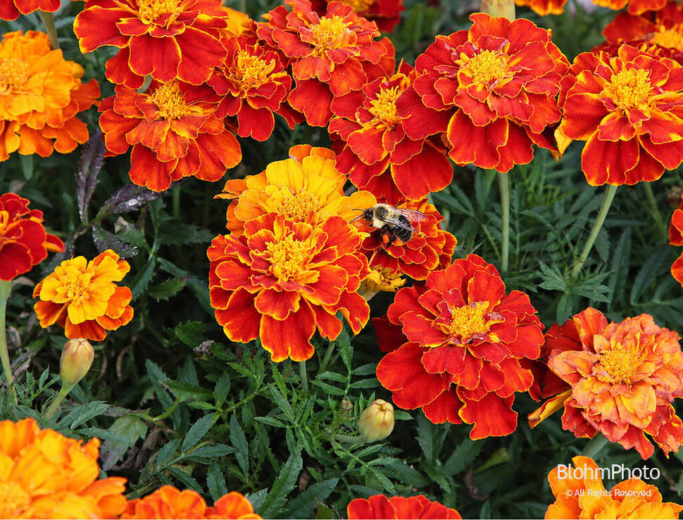 Marigolds and Bee