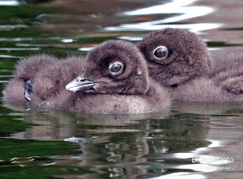 Two 14 Day Old Loon Chicks, Lake Sunapee