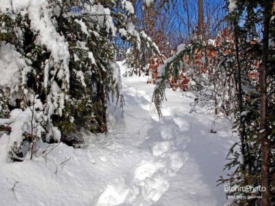 Breaking Trail