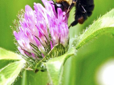 Bumble Bee and Clover