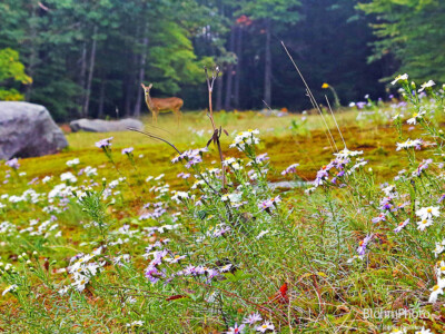 Deer in Field at The Fells