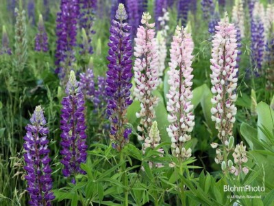 Lupines
