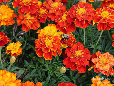 Marigolds and Bee