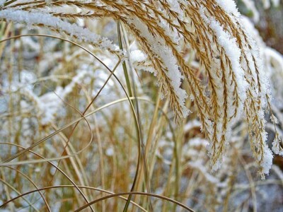 Miscanthus