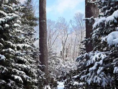 Old Garden in Winter at The Fells