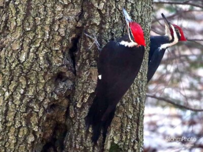 Pileated Woodpeckers