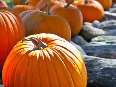 Pumpkins on a Wall, Muster Field Farm, Sutton, NH