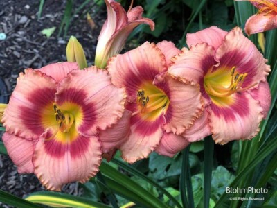 "Only for a Day" Lilies
