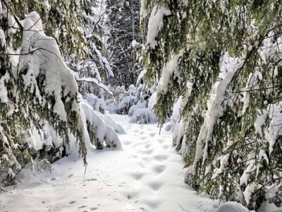 Snowshoe in New Hampshire Woods