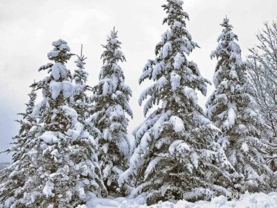 Snowy Spruces