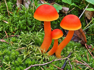 Wax Cap Mushooms