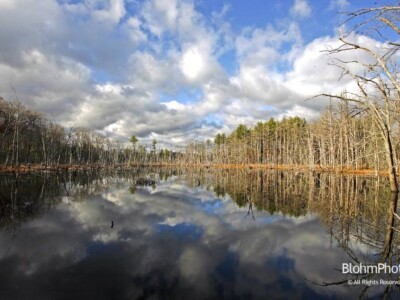 Wetland Reflections, Water Row, Sudbury