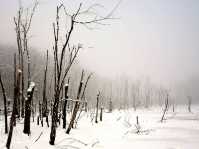 Winter Wetland, Sudbury, MA  [Best of Show 2007, SVT Photo Contest)