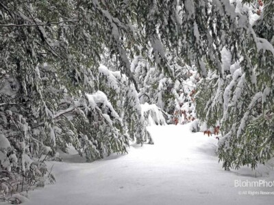 Woods Path in Winter